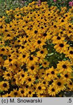 Rudbeckia SmileyZ Joyful