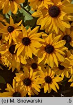 Rudbeckia SmileyZ Joyful