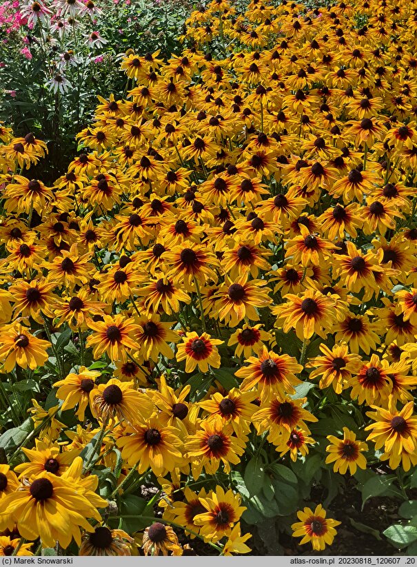 Rudbeckia Sunbeckia Carolina