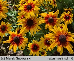 Rudbeckia Sunbeckia Carolina