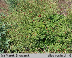 Potentilla thurberi Monarch's Velvet