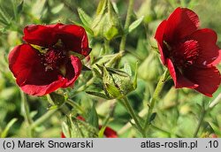 Potentilla thurberi Monarch's Velvet