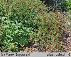 Potentilla thurberi Monarch's Velvet