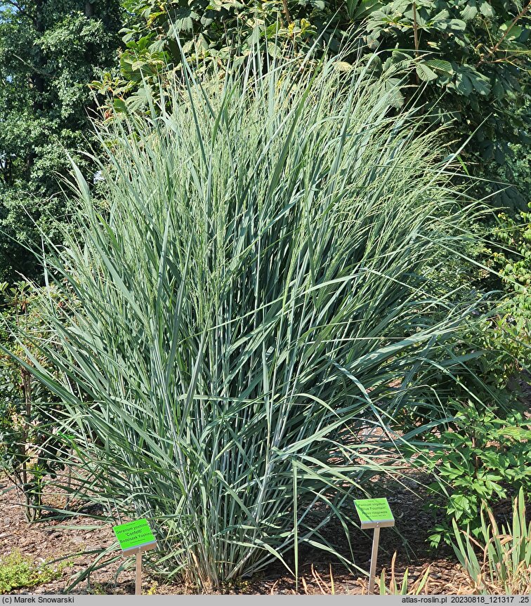 Panicum virgatum Blue Fountain