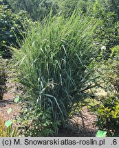 Panicum virgatum Blue Fountain
