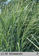 Panicum virgatum Blue Fountain