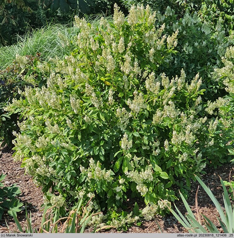 Clethra alnifolia Anne Bidwell