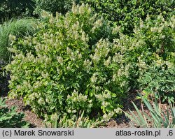 Clethra alnifolia Anne Bidwell