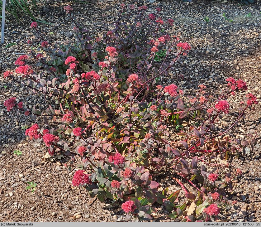 Sedum hort. Red Cauli