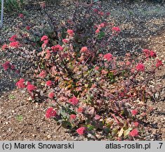 Sedum hort. Red Cauli