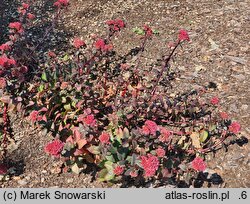 Sedum hort. Red Cauli