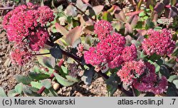 Sedum hort. Red Cauli
