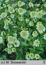Echinacea purpurea Milkshake