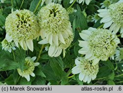 Echinacea purpurea Milkshake