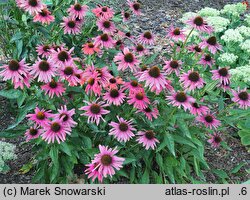 Echinacea Mamma Mia