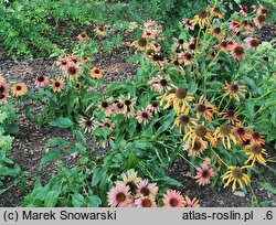 Echinacea Evan Saul