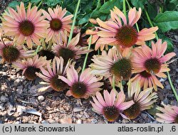 Echinacea Evan Saul