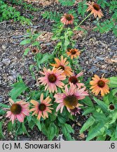 Echinacea Evan Saul