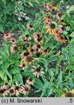 Echinacea Evan Saul