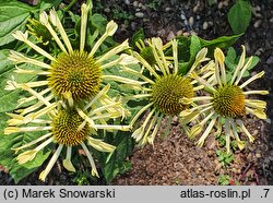 Echinacea Yellow Spider