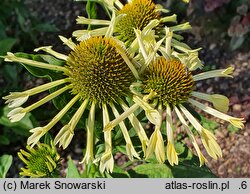 Echinacea Yellow Spider