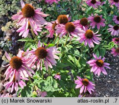 Echinacea purpurea Magnus