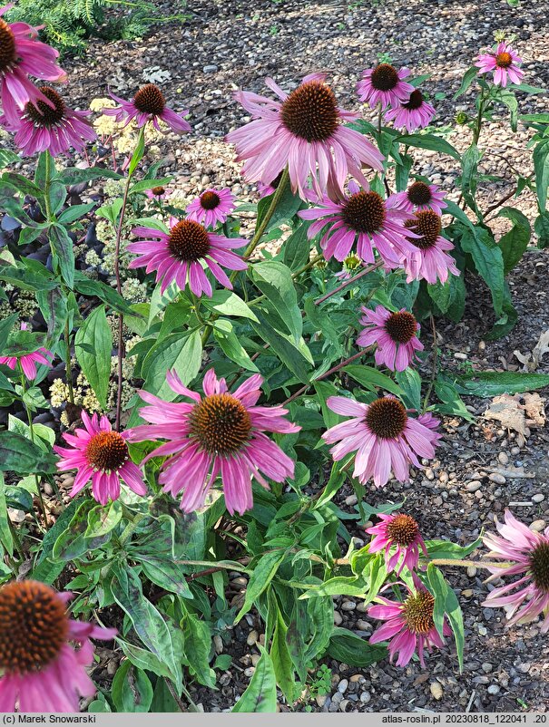 Echinacea purpurea Magnus