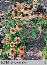 Echinacea Summer Cocktail