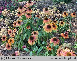 Echinacea Summer Cocktail