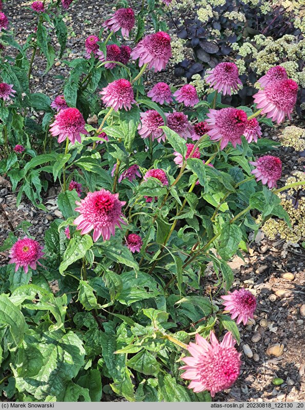 Echinacea Catharina Red