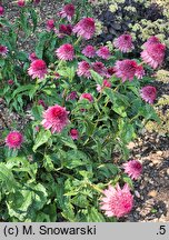 Echinacea Catharina Red