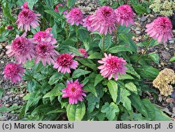 Echinacea Catharina Red