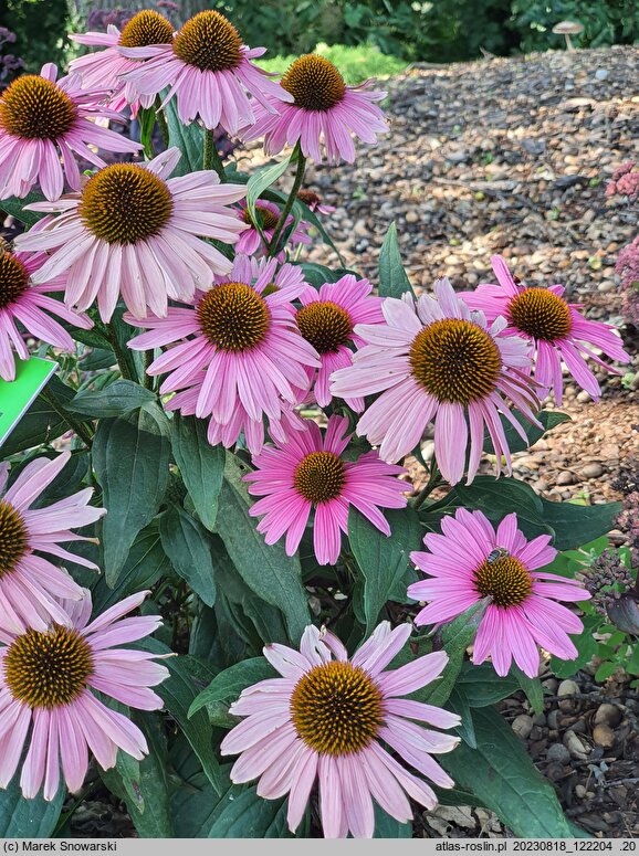 Echinacea Glowing Dream