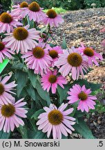 Echinacea Glowing Dream