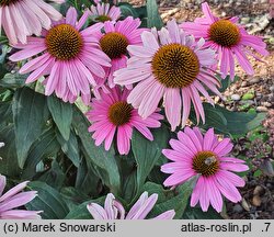 Echinacea Glowing Dream