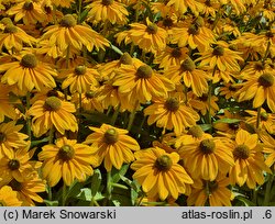 Rudbeckia Sunbeckia Ophelia