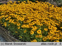 Rudbeckia Sunbeckia Ophelia