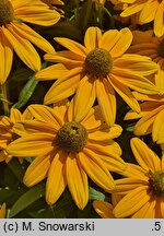 Rudbeckia Sunbeckia Ophelia