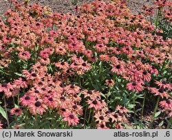 Rudbeckia Flamenco Apricot