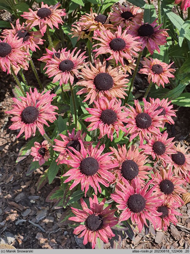 Rudbeckia Flamenco Apricot