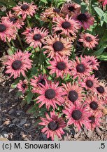 Rudbeckia Flamenco Apricot