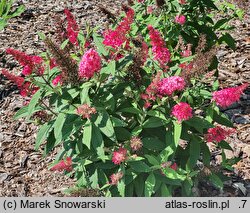 Buddleja davidii Butterfly Candy Little Ruby