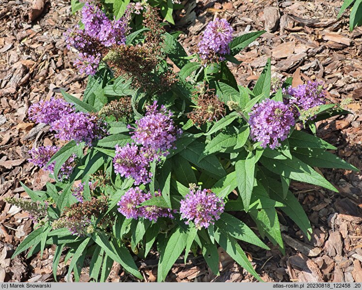 Buddleja davidii Butterfly Candy Little Pink