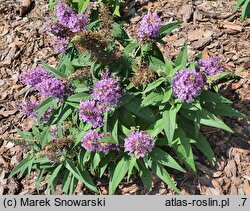 Buddleja davidii Butterfly Candy Little Pink