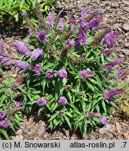 Buddleja davidii Butterfly Candy Little Purple