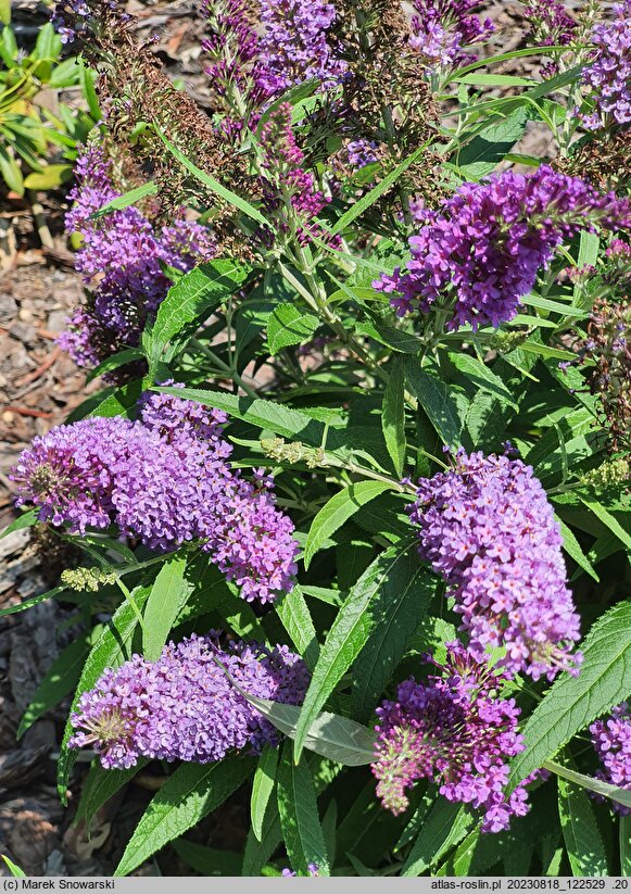 Buddleja davidii Butterfly Candy Little Purple