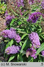 Buddleja davidii Butterfly Candy Little Purple