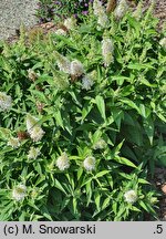 Buddleja davidii Butterfly Candy Little White