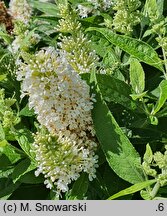 Buddleja davidii Butterfly Candy Little White