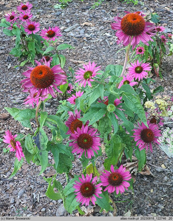 Echinacea RED 893
